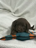 Red, a female Goldendoodle for sale in Williamstown, NJ – 1 of 3