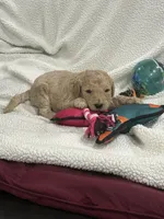 Pink, a female Goldendoodle for sale in Williamstown, NJ – 2 of 4