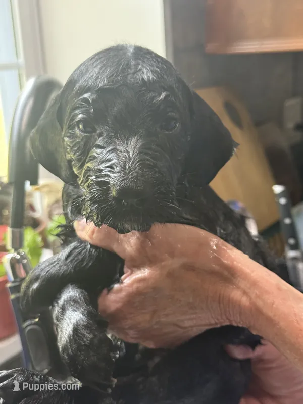 Adventurine – Goldendoodle puppy for sale in Williamstown, NJ