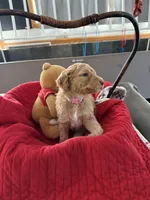 processed/affbfa08-2c51-4783-a116-c83ea646b1ae/listing/8e5f6340-240e-44df-89d6-1923b9ae852a/6a84e8cf-fe6d-4453-8428-d924e8839a33