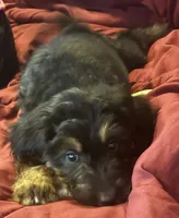 Purple, a female Goldendoodle for sale in Williamstown, NJ – 2 of 10