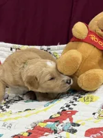 Green, a male Goldendoodle for sale in Williamstown, NJ – Photo 2 of 6