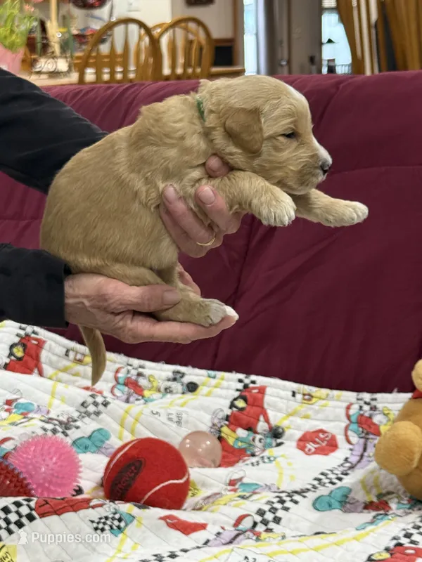 Green – Goldendoodle puppy for sale in Williamstown, NJ