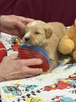 Green, a male Goldendoodle for sale in Williamstown, NJ – Photo 6 of 6