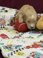 Green, a male Goldendoodle for sale in Williamstown, NJ – Photo 5 of 6