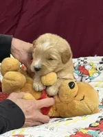 Green, a male Goldendoodle for sale in Williamstown, NJ – Photo 4 of 6