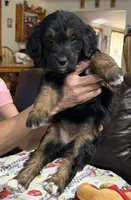 Purple, a female Goldendoodle for sale in Williamstown, NJ – 2 of 10