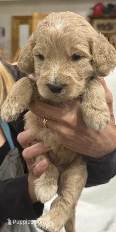 Light Blue – Goldendoodle puppy for sale in Williamstown, NJ