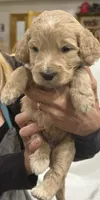 Light Blue, a male Goldendoodle for sale in Williamstown, NJ – 1 of 3