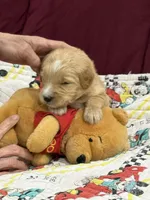 Green, a male Goldendoodle for sale in Williamstown, NJ – 7 of 10