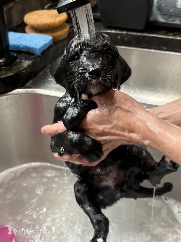 Yellow – Goldendoodle puppy for sale in Williamstown, NJ