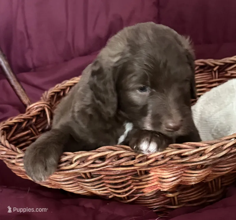 Red – Goldendoodle puppy for sale in Williamstown, NJ