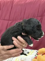 Yellow, a female Goldendoodle for sale in Williamstown, NJ – Photo 3 of 6