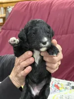 Yellow, a female Goldendoodle for sale in Williamstown, NJ – Photo 2 of 6
