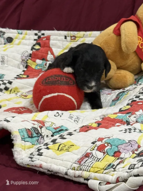 Yellow – Goldendoodle puppy for sale in Williamstown, NJ