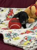 Yellow, a female Goldendoodle for sale in Williamstown, NJ – Photo 1 of 6