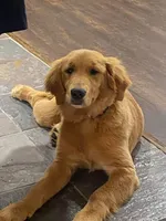 Yellow, a female Goldendoodle for sale in Williamstown, NJ – Photo 5 of 6