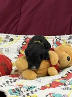 Yellow, a female Goldendoodle for sale in Williamstown, NJ – Photo 4 of 6