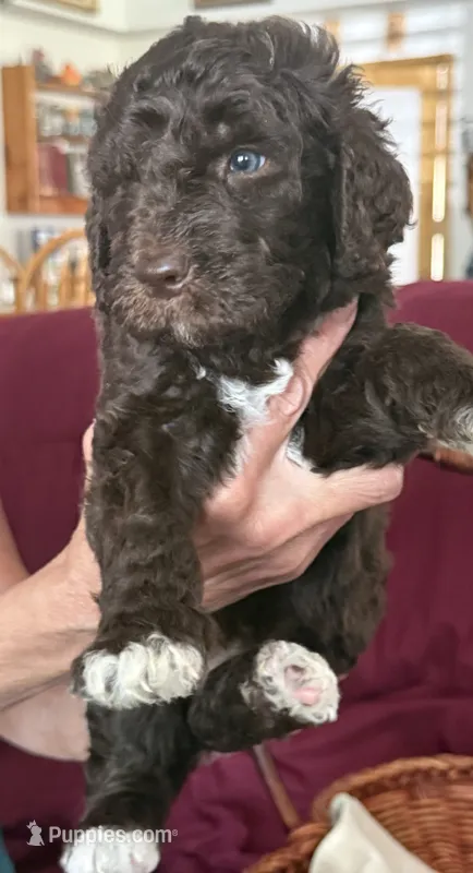 Purple – Goldendoodle puppy for sale in Williamstown, NJ