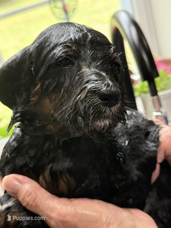Purple – Goldendoodle puppy for sale in Williamstown, NJ
