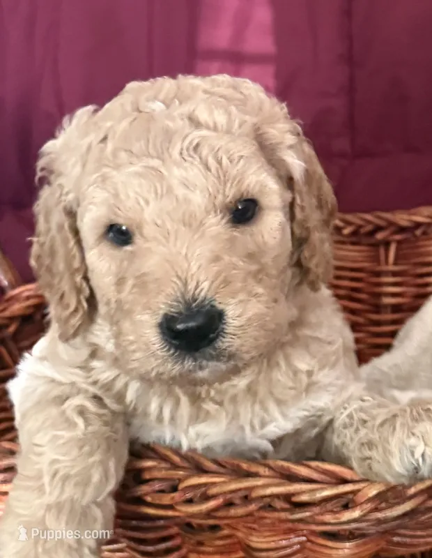 Pink – Goldendoodle puppy for sale in Williamstown, NJ