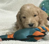 Light Blue, a male Goldendoodle for sale in Williamstown, NJ – 3 of 3