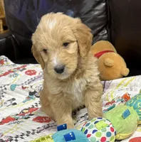 Green, a male Goldendoodle for sale in Williamstown, NJ – 2 of 9
