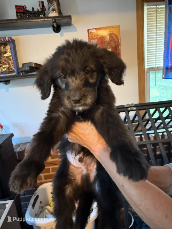 Black – Goldendoodle puppy for sale in Williamstown, NJ