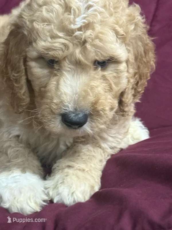 Blue – Goldendoodle puppy for sale in Williamstown, NJ