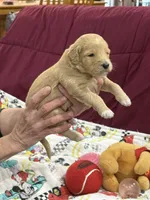 Pink, a female Goldendoodle for sale in Williamstown, NJ – Photo 3 of 5
