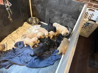 Pink, a female Goldendoodle for sale in Williamstown, NJ – Photo 5 of 5