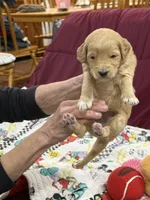 Pink, a female Goldendoodle for sale in Williamstown, NJ – Photo 4 of 5