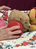 Pink, a female Goldendoodle for sale in Williamstown, NJ – Photo 2 of 5