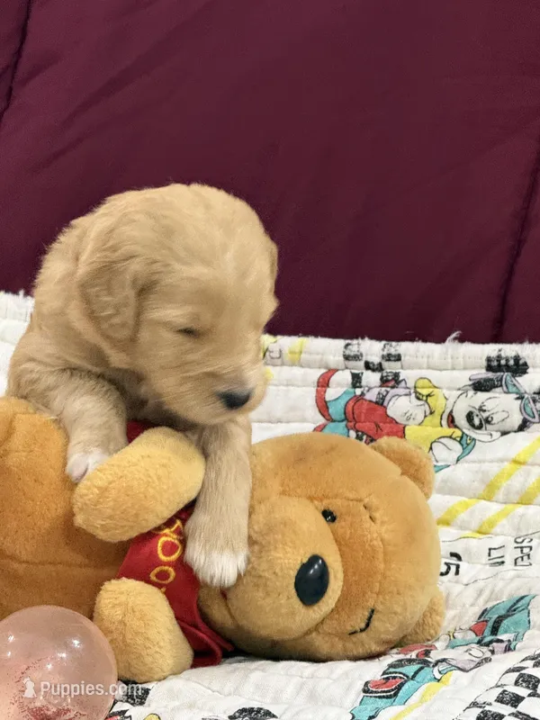 Pink – Goldendoodle puppy for sale in Williamstown, NJ