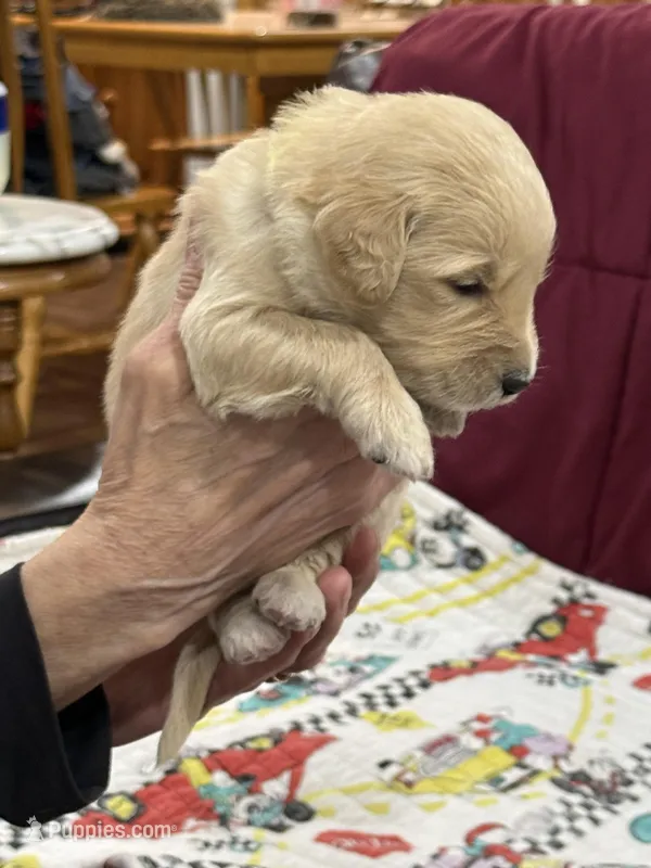 Neon Green – Goldendoodle puppy for sale in Williamstown, NJ
