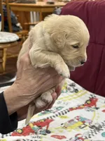 Neon Green, a female Goldendoodle for sale in Williamstown, NJ – Photo 1 of 4