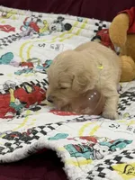 Neon Green, a female Goldendoodle for sale in Williamstown, NJ – Photo 2 of 4