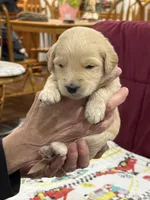 Neon Green, a female Goldendoodle for sale in Williamstown, NJ – Photo 4 of 4