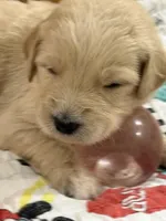 Neon Green, a female Goldendoodle for sale in Williamstown, NJ – Photo 3 of 4