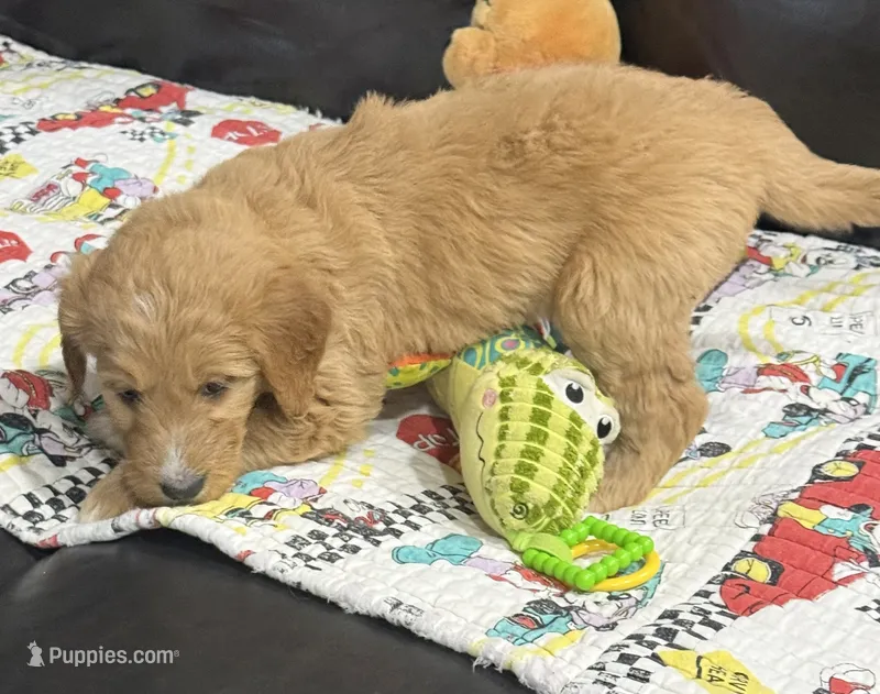 Red – Goldendoodle puppy for sale in Williamstown, NJ