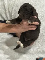 Purple, a female Goldendoodle for sale in Williamstown, NJ – 3 of 3