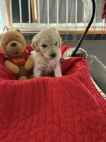 Black, a male Goldendoodle for sale in Williamstown, NJ – Photo 4 of 9