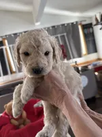 Black, a male Goldendoodle for sale in Williamstown, NJ – Photo 3 of 9