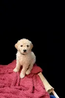 Black, a male Goldendoodle for sale in Williamstown, NJ – Photo 1 of 9