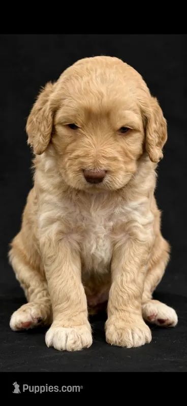 Orange – Goldendoodle puppy for sale in Williamstown, NJ