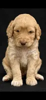 Orange, a female Goldendoodle for sale in Williamstown, NJ – 1 of 4