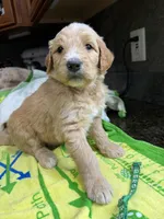 Green, a male Goldendoodle for sale in Williamstown, NJ – 1 of 10