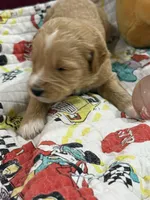 Blue, a male Goldendoodle for sale in Williamstown, NJ – Photo 4 of 5