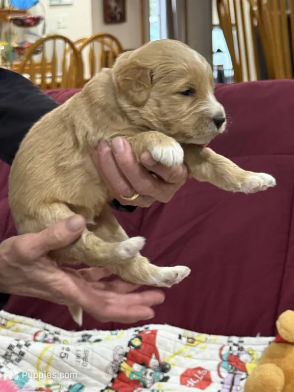 Blue – Goldendoodle puppy for sale in Williamstown, NJ