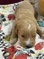 Blue, a male Goldendoodle for sale in Williamstown, NJ – Photo 3 of 5